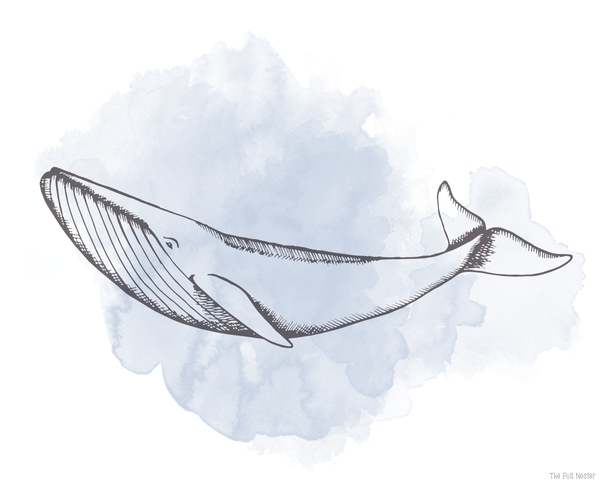 Whale Wall Art