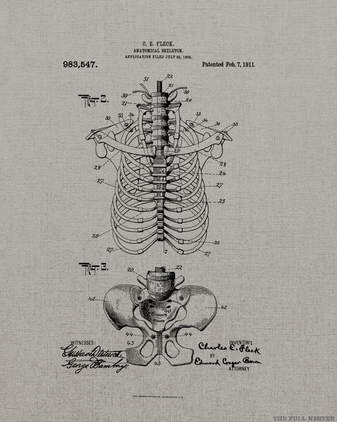 1911 Anatomical Skeleton Patent Drawing